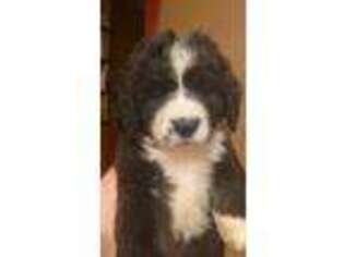Mutt Puppy for sale in Princeton, MA, USA