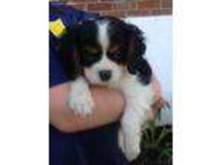 Cavalier King Charles Spaniel Puppy for sale in Denver, PA, USA