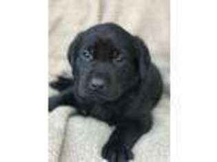 Labrador Retriever Puppy for sale in Raleigh, NC, USA