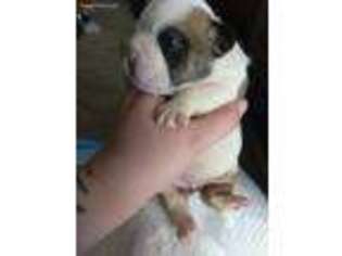 Bulldog Puppy for sale in Duvall, WA, USA