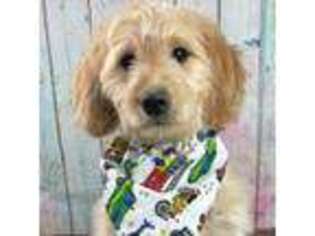 Labradoodle Puppy for sale in Peyton, CO, USA