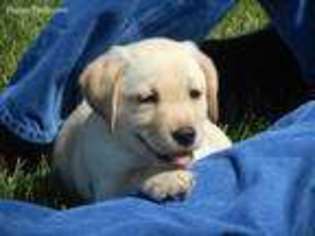 Labrador Retriever Puppy for sale in Kingston, MO, USA