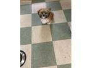 Lhasa Apso Puppy for sale in Cleveland, OH, USA