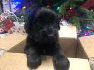 Goldendoodle Puppy for sale in Roanoke, AL, USA