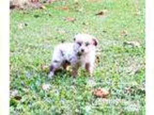 Miniature Australian Shepherd Puppy for sale in Del Rio, TN, USA