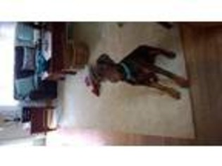 Doberman Pinscher Puppy for sale in Guilford, CT, USA