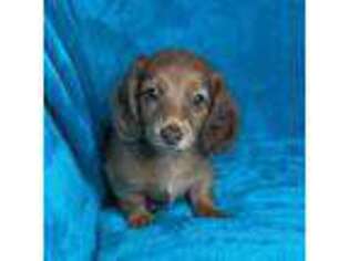 Dachshund Puppy for sale in Joshua, TX, USA