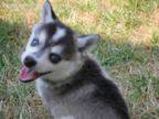 Alaskan Klee Kai Puppy for sale in Foster, OR, USA
