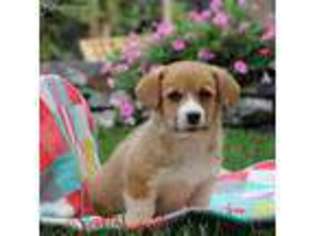 Pembroke Welsh Corgi Puppy for sale in Paradise, PA, USA