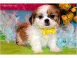 Shinese Puppy for sale in Alexandria, LA, USA