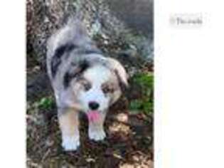 Australian Shepherd Puppy for sale in Abilene, TX, USA