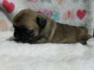 Pug Puppy for sale in Woodland, WA, USA
