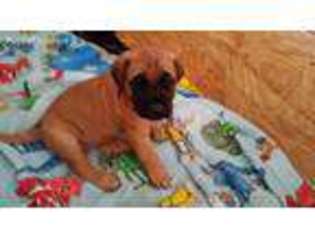 Mastiff Puppy for sale in Merrill, WI, USA