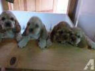 Cocker Spaniel Puppy for sale in NEW WATERFORD, OH, USA