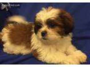 Mal-Shi Puppy for sale in Gurnee, IL, USA
