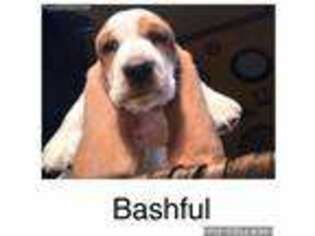Basset Hound Puppy for sale in Norwalk, OH, USA