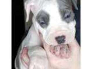 Mutt Puppy for sale in Reynoldsburg, OH, USA