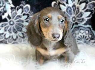 Dachshund Puppy for sale in Sacramento, CA, USA