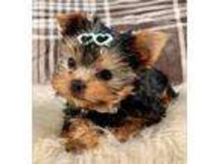 Yorkshire Terrier Puppy for sale in Redondo Beach, CA, USA