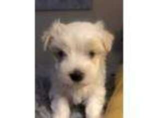 Maltese Puppy for sale in Suwanee, GA, USA