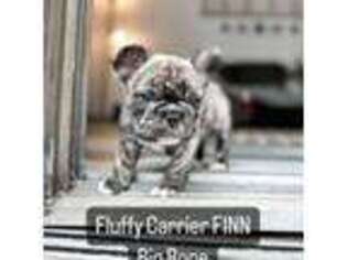 French Bulldog Puppy for sale in Minneapolis, MN, USA