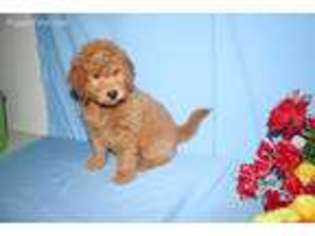 Goldendoodle Puppy for sale in Newcomerstown, OH, USA