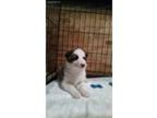 Native American Indian Dog Puppy for sale in Lockport, IL, USA
