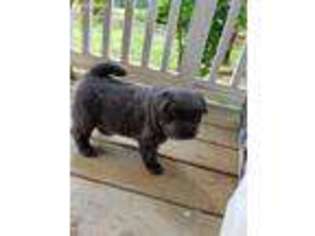 Chow Chow Puppy for sale in Jasper, GA, USA