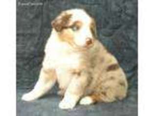 Australian Shepherd Puppy for sale in Conway, AR, USA
