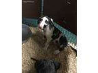 Great Dane Puppy for sale in Twentynine Palms, CA, USA