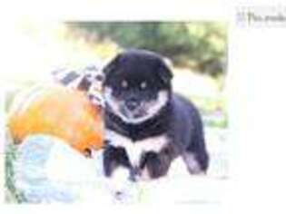 Shiba Inu Puppy for sale in Joplin, MO, USA