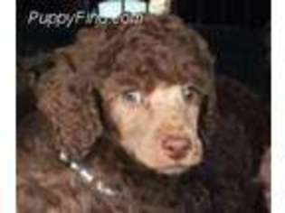 Mutt Puppy for sale in Darlington, WI, USA