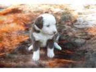 Miniature Australian Shepherd Puppy for sale in Scottsville, KY, USA