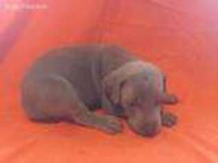 Weimaraner Puppy for sale in Mc Clure, PA, USA