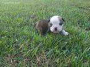 Bulldog Puppy for sale in Crossville, AL, USA