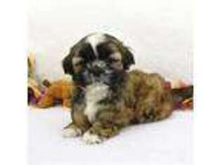 Mutt Puppy for sale in Garden City, NY, USA
