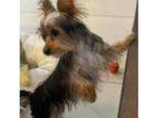 Silky Terrier Puppy for sale in North Hills, CA, USA