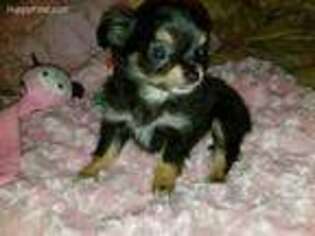 Chihuahua Puppy for sale in Huntsville, TX, USA