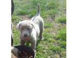 Labrador Retriever Puppy for sale in Castalian Springs, TN, USA