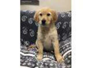 Golden Retriever Puppy for sale in Murfreesboro, TN, USA