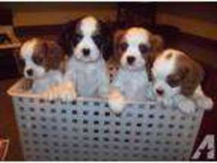 Cavalier King Charles Spaniel Puppy for sale in SWARTZ CREEK, MI, USA