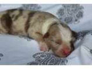 Australian Shepherd Puppy for sale in Pope, MS, USA