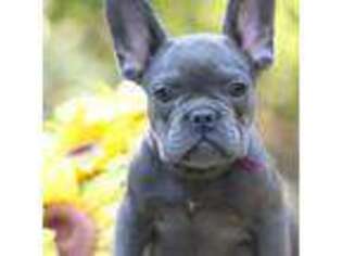 French Bulldog Puppy for sale in Winchester, VA, USA