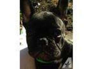 French Bulldog Puppy for sale in JENKS, OK, USA