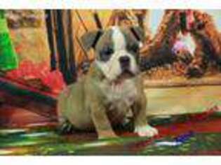 Bulldog Puppy for sale in Hickory, NC, USA