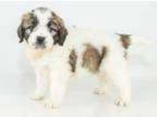 Saint Berdoodle Puppy for sale in East Sparta, OH, USA