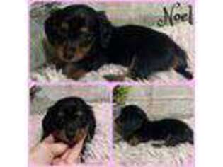 Dachshund Puppy for sale in Jacksonville, FL, USA