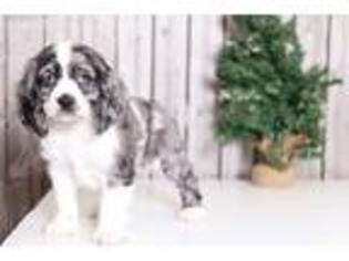 Cocker Spaniel Puppy for sale in Butler, OH, USA