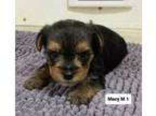 Yorkshire Terrier Puppy for sale in Headland, AL, USA