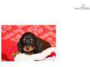 Dachshund Puppy for sale in Fort Worth, TX, USA